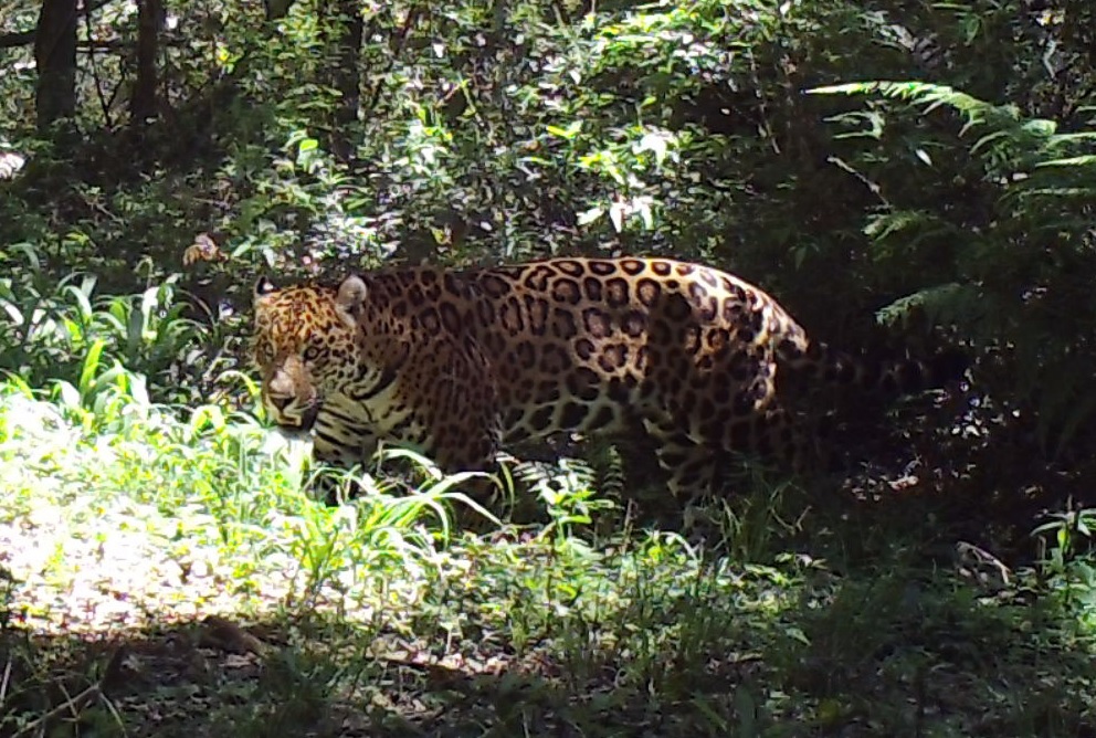 Yaguareté (Panthera onca)