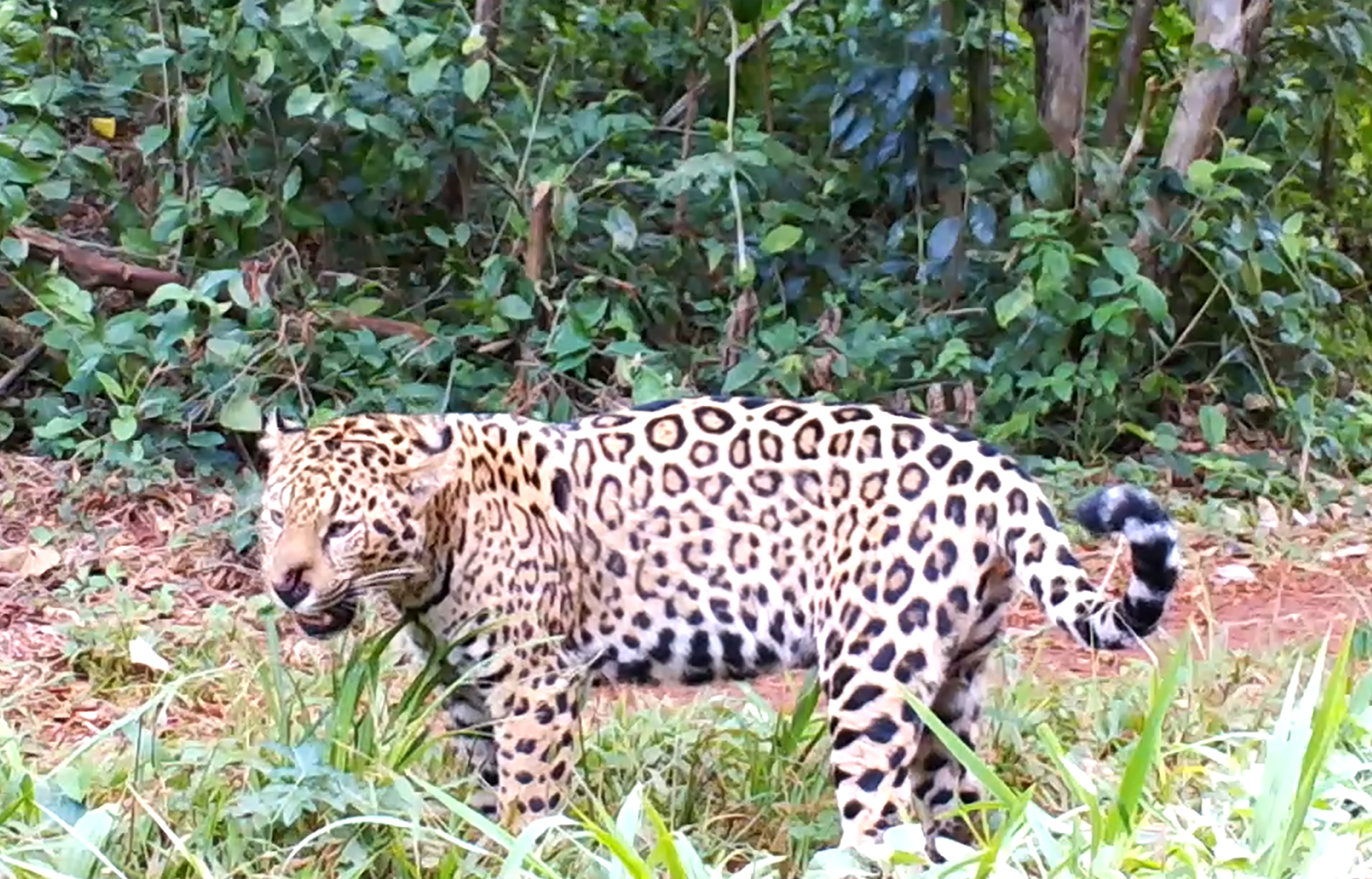 Yaguareté (Panthera onca)  Red Yaguareté