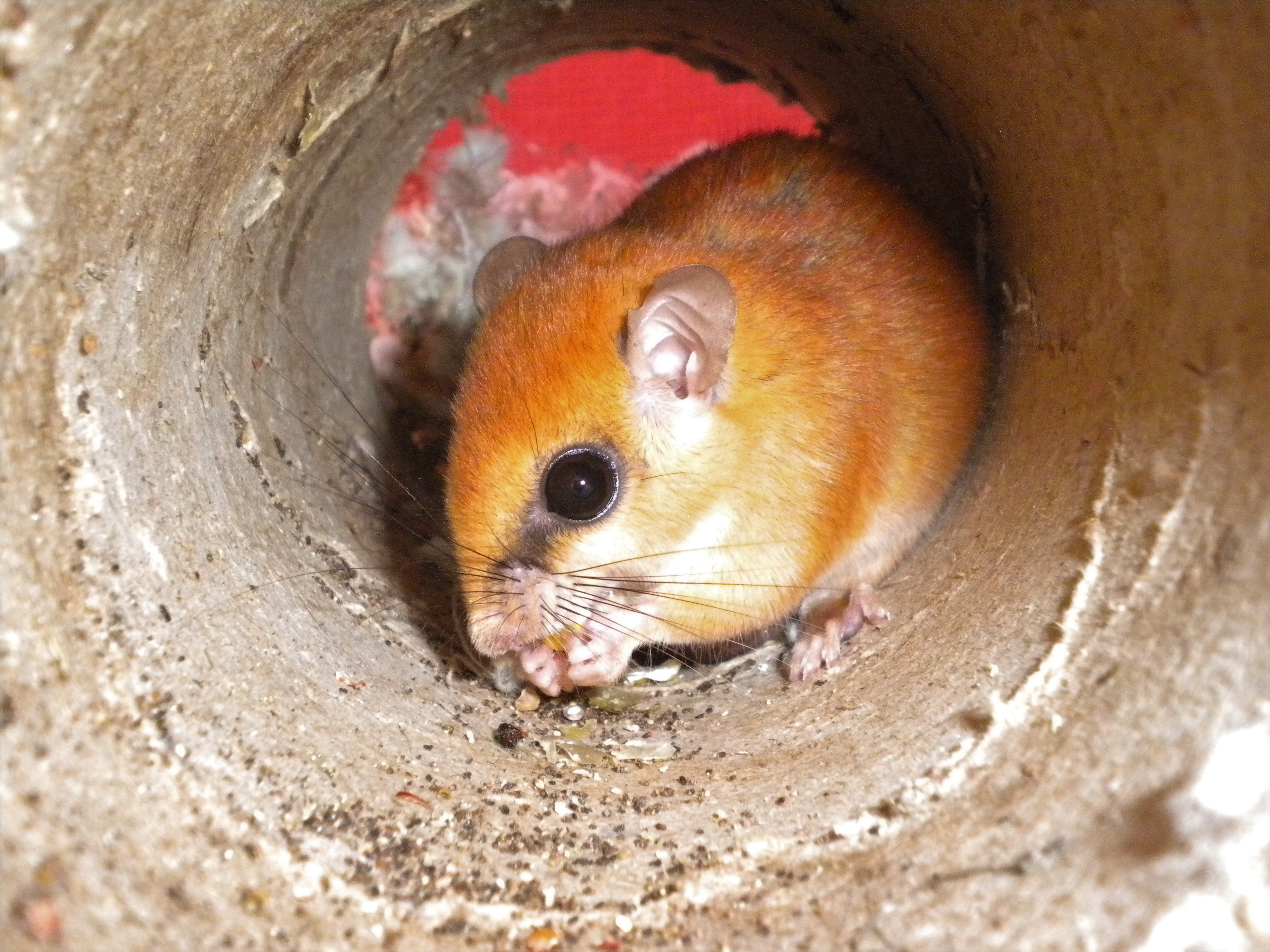 Rata vespertina yucateca, Otonyctomys hatti