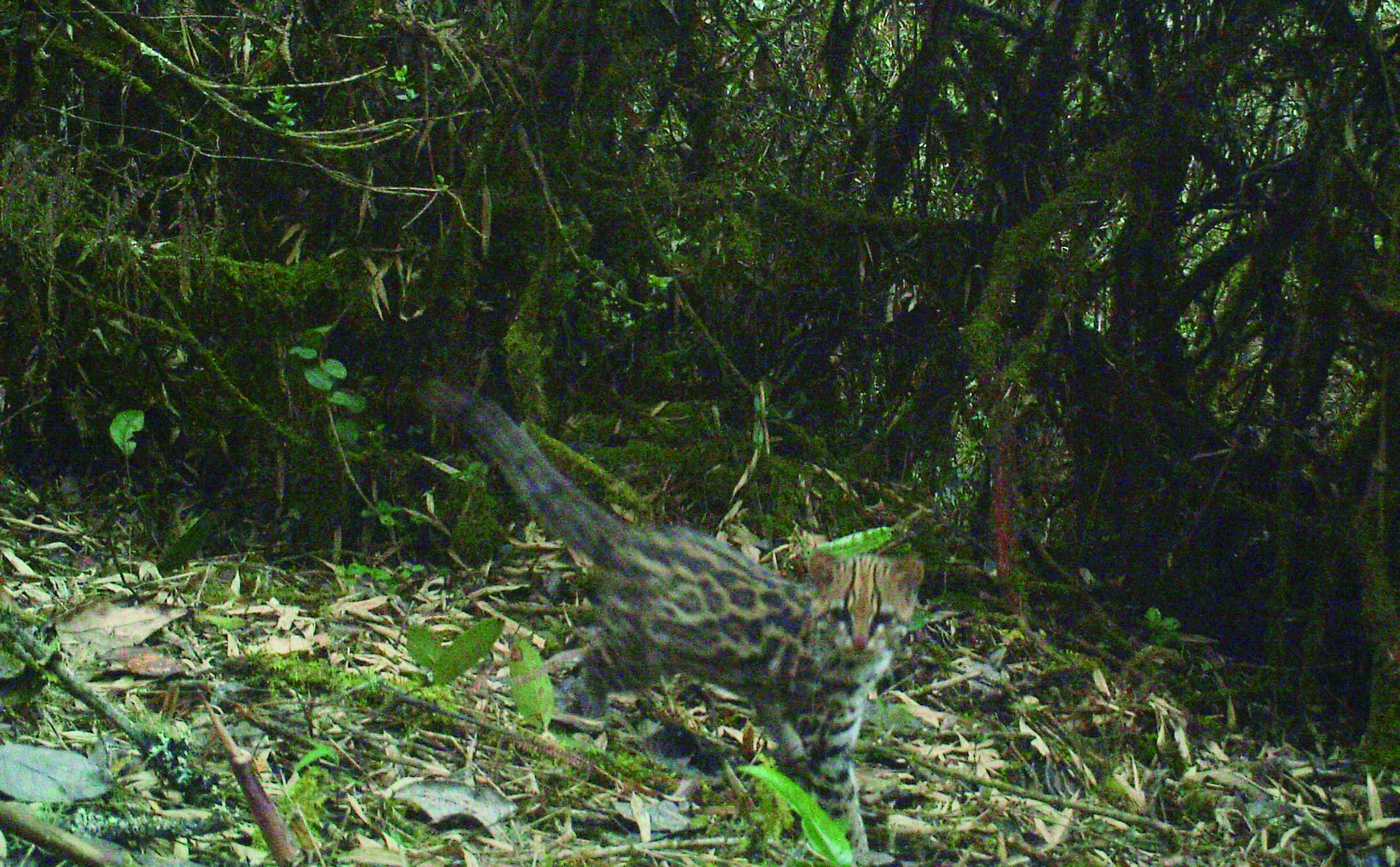 Tigrillo lanudo, Leopardus tigrinus