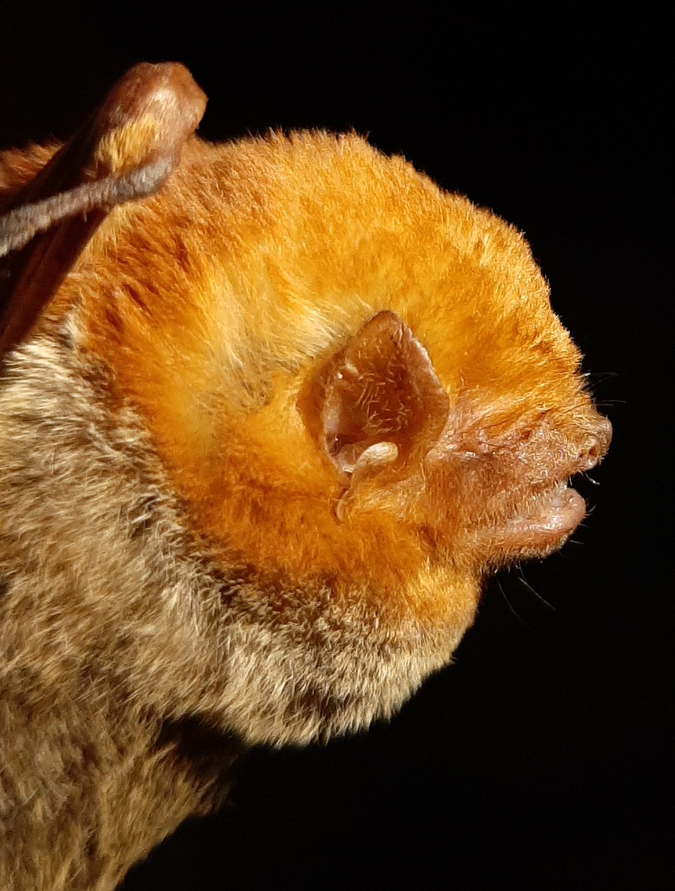Murcielago rojo occidental, Lasiurus frantzii