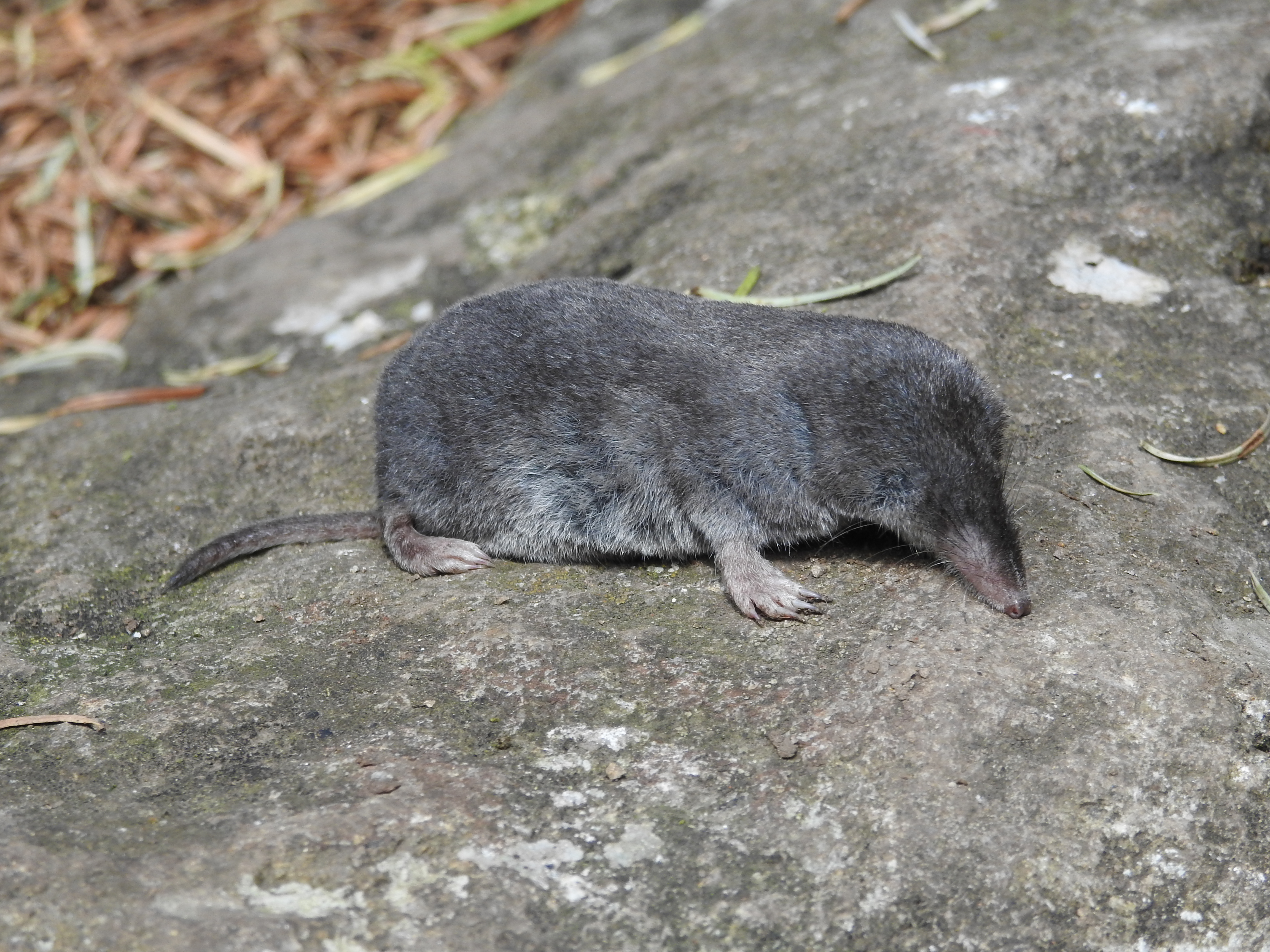 Musaraña (Cryptotis alticola)  Créditos: Marcelo Aranda. 