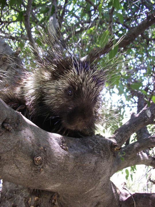 Erethizon dorsatum (Jesús Pacheco)