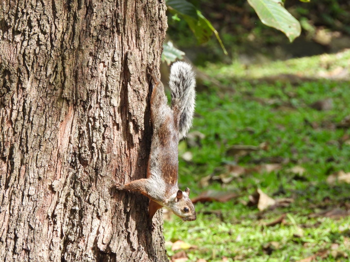 Syntheosciurus granatensis (Deborah V. Espinosa Martínez)