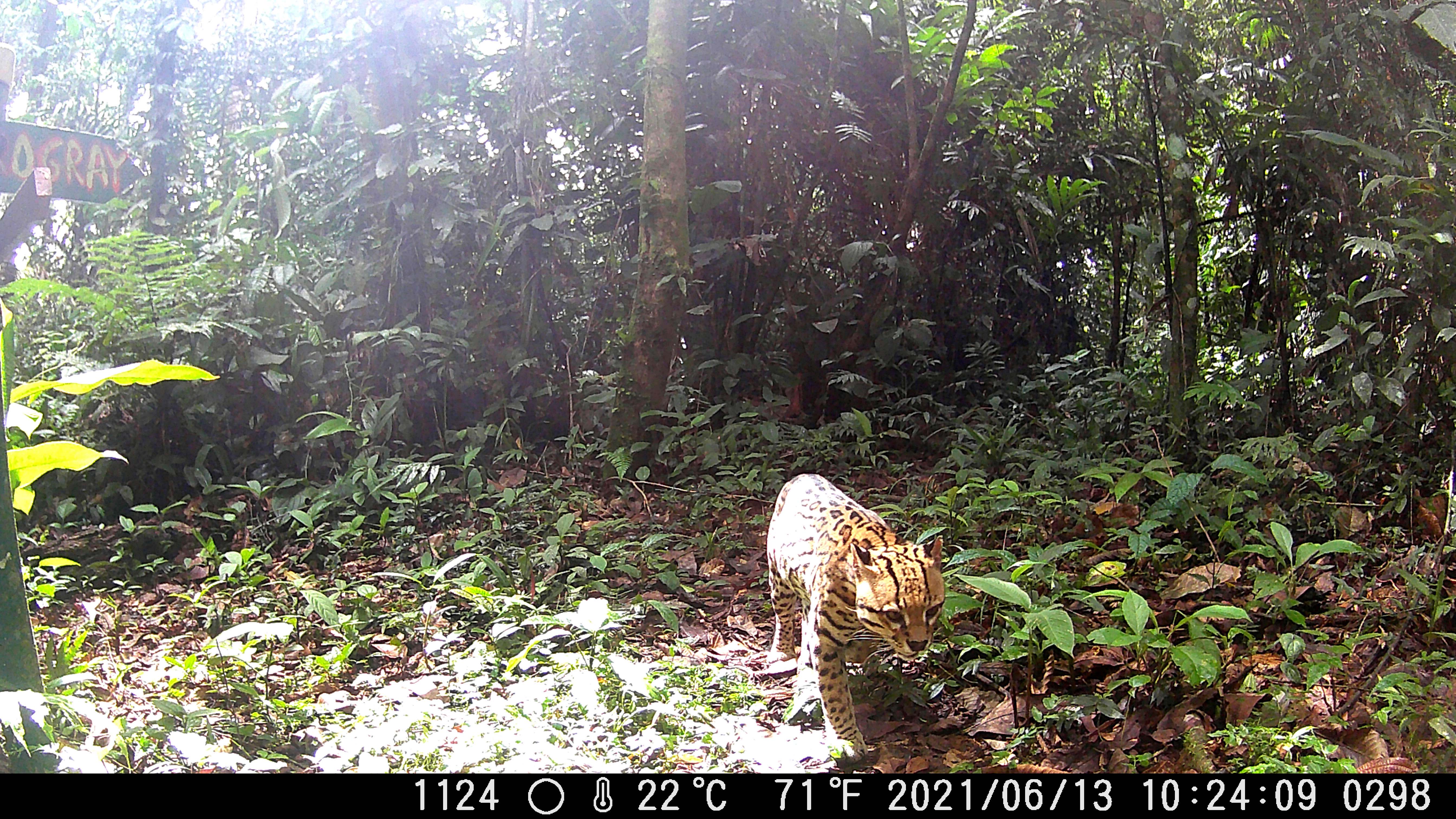 Leopardus wiedii (Nelson Guevara)