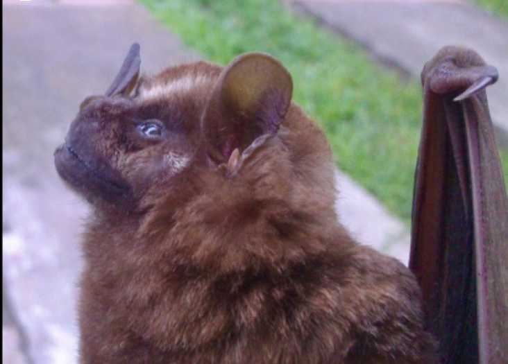 Artibeus lituratus (J. M. Hoyos-Díaz)