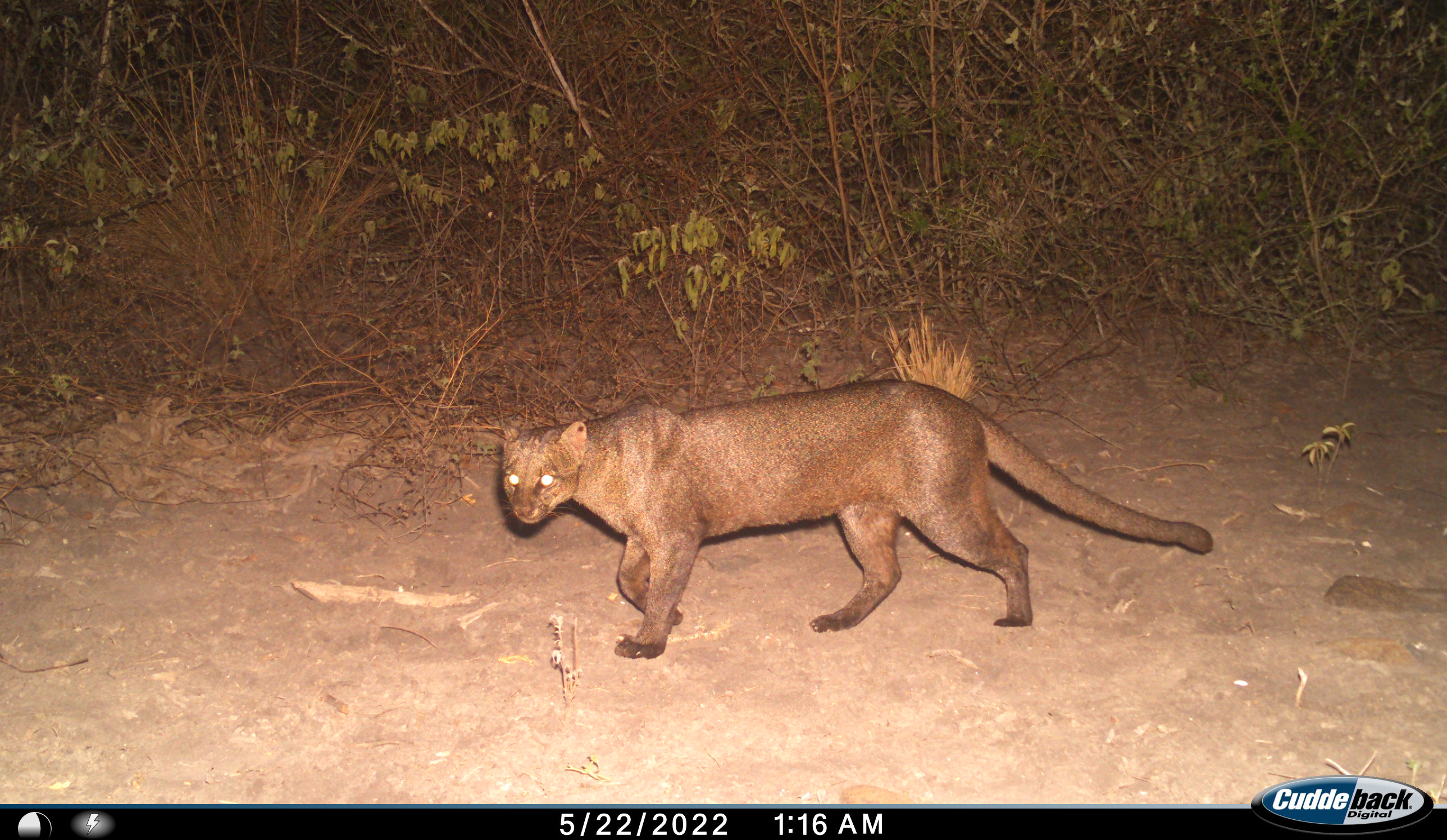 jaguarundi (Herpailurus yagouaroundi)  Horacio Bárcenas, Oziel Cruz y Gerardo Ceballos