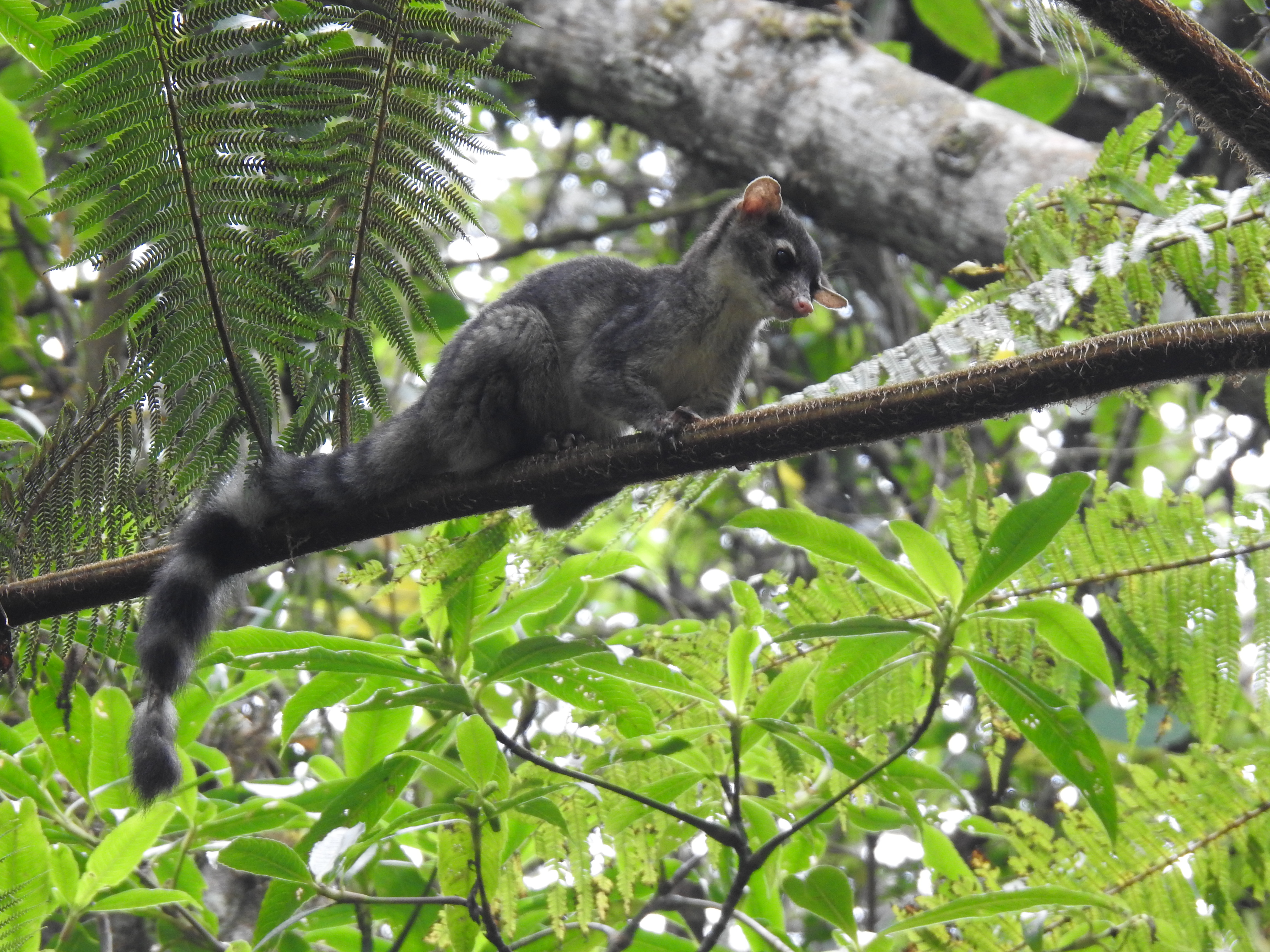 Bassariscus sumichrasti (Foto:Karina Escalante)