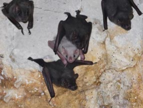 Artibeus jamaicensis parvipes (Foto: Ernesto Hernández-Pérez)