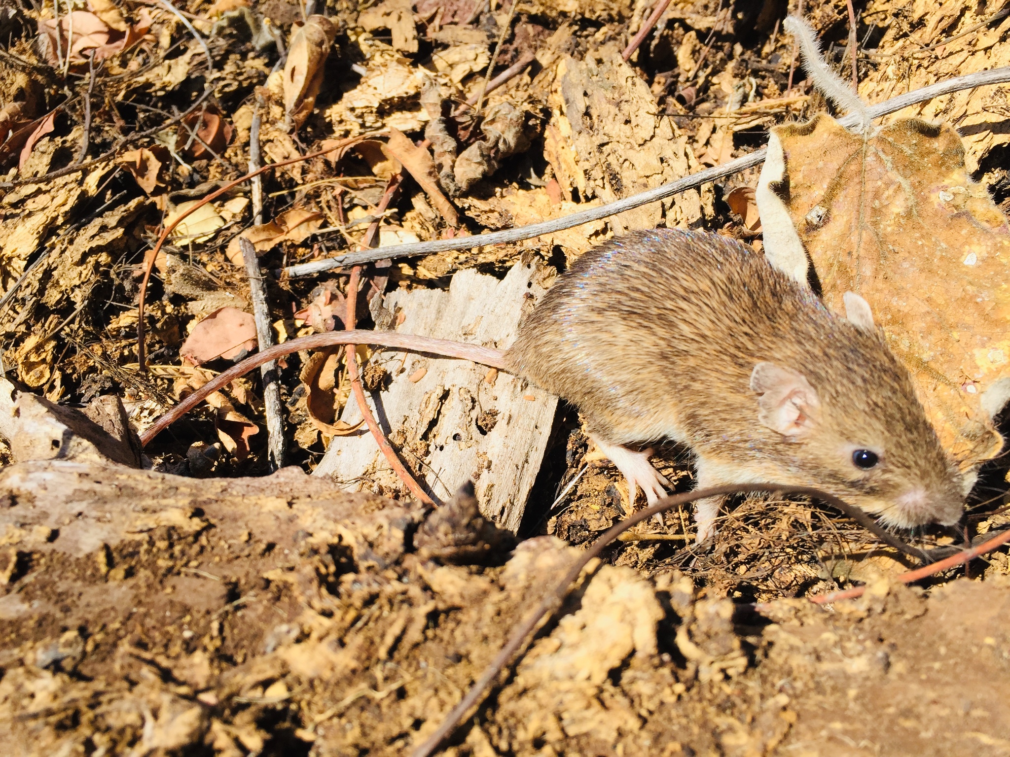 Heteromys irroratus. David Valenzuela.
