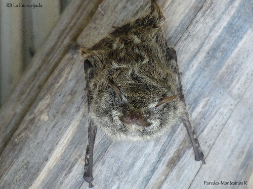 Rhynchonycteris naso  (Rafael Paredes Montesinos)